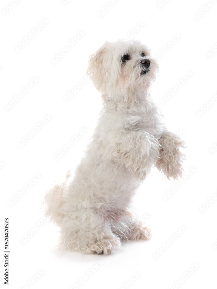 Cute Maltese dog on white background. Adorable pet Cute Maltese dog on white background. Adorable pet