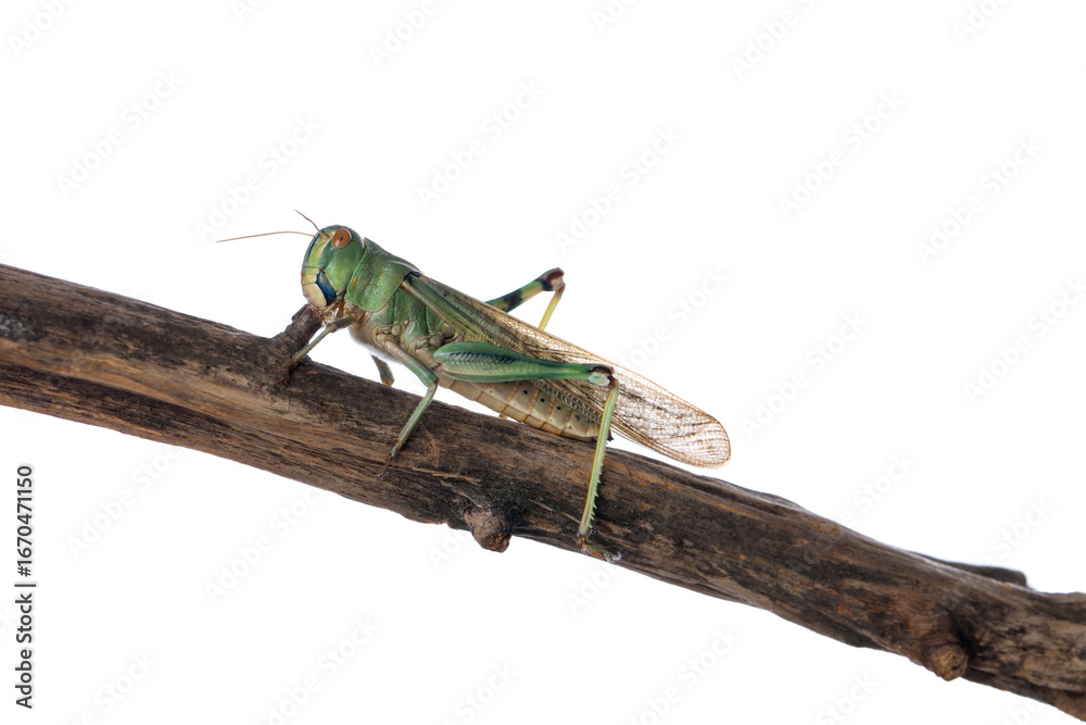 Fototapeta premium One locust on snag against white background. Wild insect