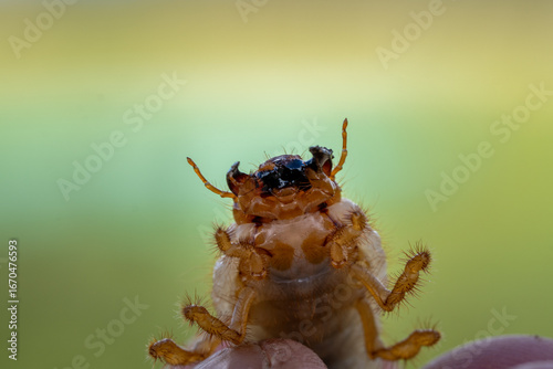 Macro close up of cockchafer larva white grub with visible mandibles and legs, harmful soil insect pest damaging crops and roots