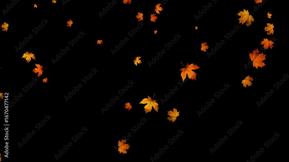 colorful autumn maple leaves falling isolated alpha channel 4k animation, realistic leaf on transparent background, thanksgiving and Halloween social media motion design element	