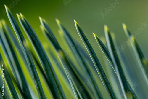 Macro close up of green pine spruce needles with soft blurred background, natural evergreen foliage texture for eco, forest or Christmas design