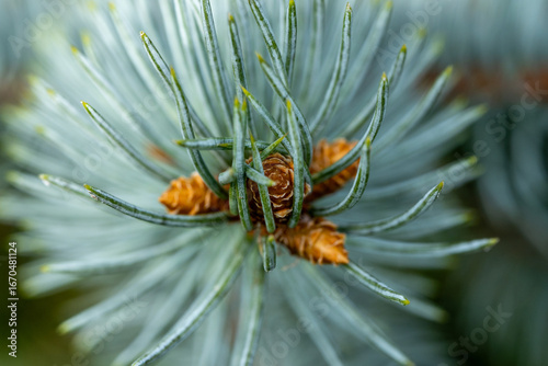 Macro close up of spruce pine buds with green needles, natural evergreen branch background for forest, Christmas or eco design