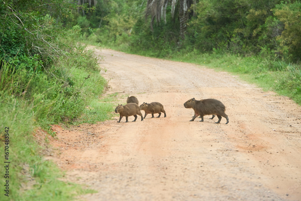 Fototapeta premium Family group of capybaras, Hydrochoerus hydrochaeris, crossing a dirt road in El Palmar National Park, Entre Rios, Argentina. Concept: protection of wild animals, native species.