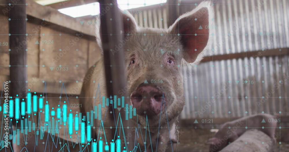 Fototapeta premium Peeking adult pig pressing face through vertical bars in barn stall, with stock chart overlay
