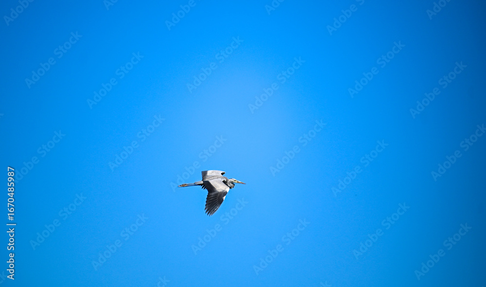 Obraz premium Gray heron in flight. The bird is flying.