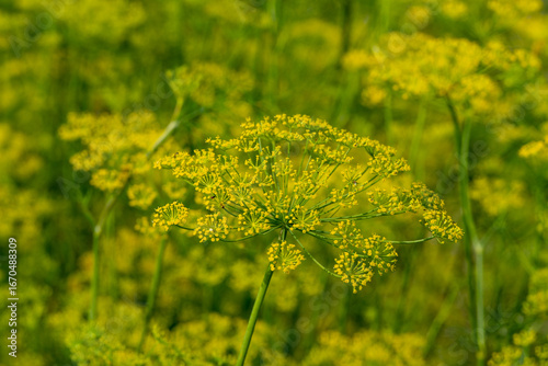 Blooming dill flower umbels in summer garden with natural green yellow background, aromatic herb used as spice, symbol of organic farming, healthy food and cooking