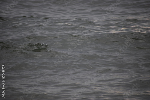 Cormorant diving underwater for fish