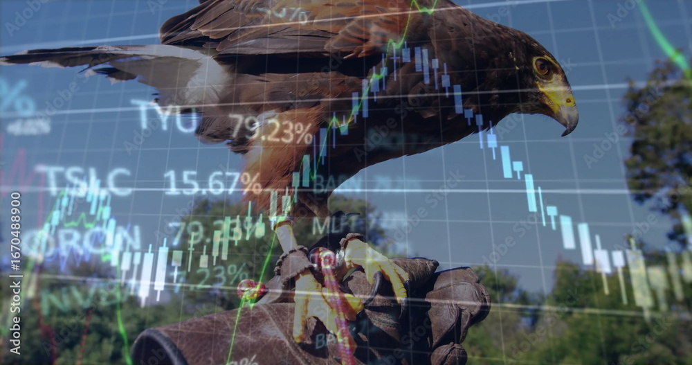 Fototapeta premium Perching brown hawk on falconry glove at woodland edge, with jess, overlaid stock chart percentages