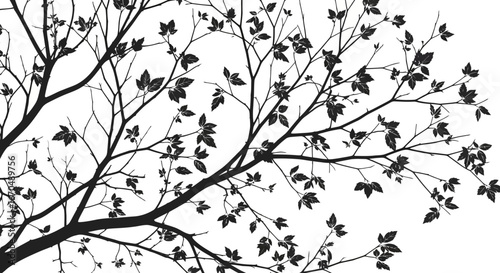 Decorative Tree Branch with Leaves Silhouette Line Art on Isolated White Background