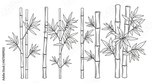 Asian Bamboo Stalks and Leaves Line Art Illustration on Isolated White Background