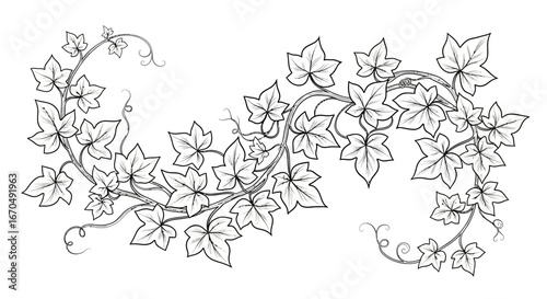 Elegant line art of ivy vine with leaves and curling tendrils, forming a decorative scroll border on an isolated white background, ideal for natural designs.