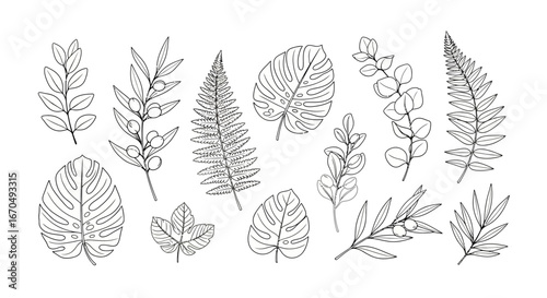 Collection of various botanical and tropical leaves in detailed black and white line art, including fern, monstera, eucalyptus, and olive branches on an isolated white background.