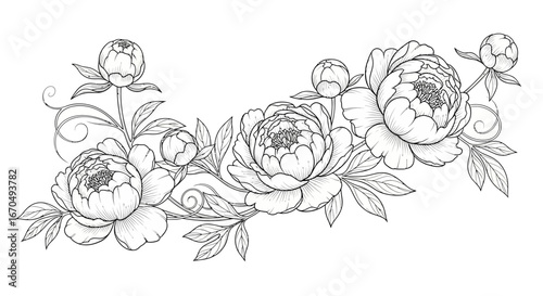 Detailed line art of romantic peony flowers and buds with lush leaves, forming a graceful decorative floral border on an isolated white background.