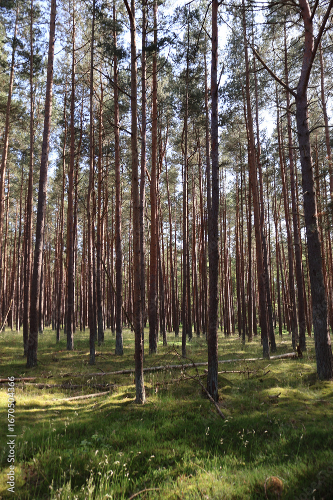 Naklejka premium Sunlit coniferous forest with moss-covered ground, fairytale woodland landscape