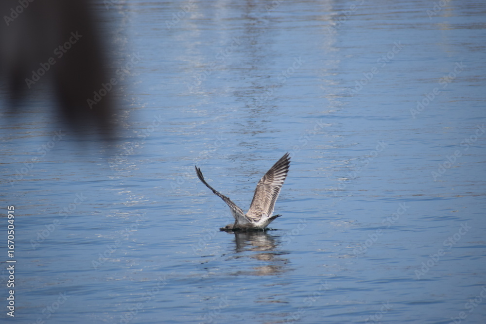 Fototapeta premium great blue heron
