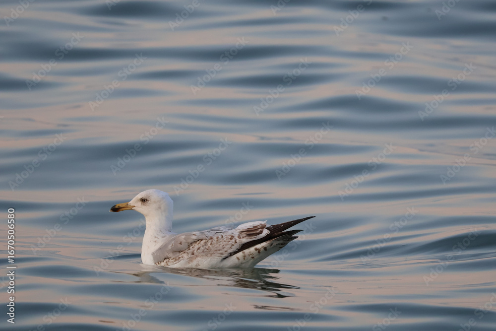 Fototapeta premium Seagull floating on sea water with evening sun reflection, coastal wildlife bird at sunset
