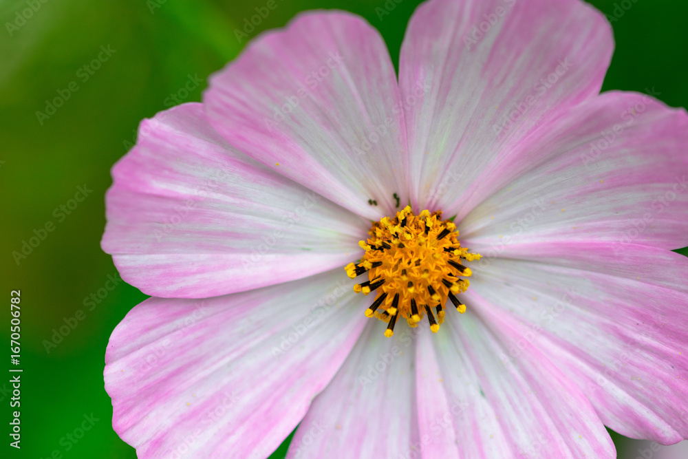 Beautiful blooming cosmos flower close-up Beautiful blooming cosmos flower close-up