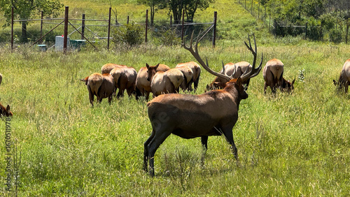 bull elk with herd