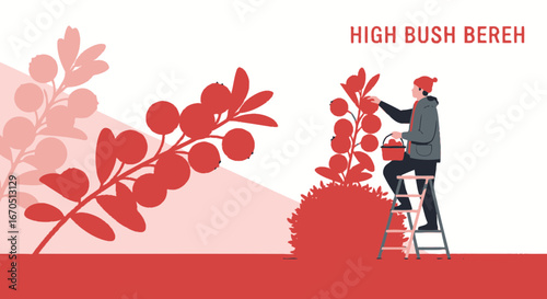Harvesting Berries From High Bush, Illustration of a person picking high bush berries