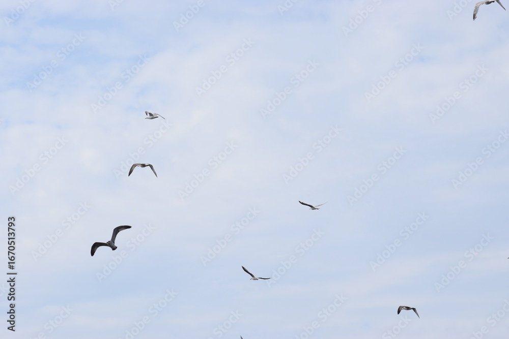 Fototapeta premium Four seagulls flying in the cloudy sky background