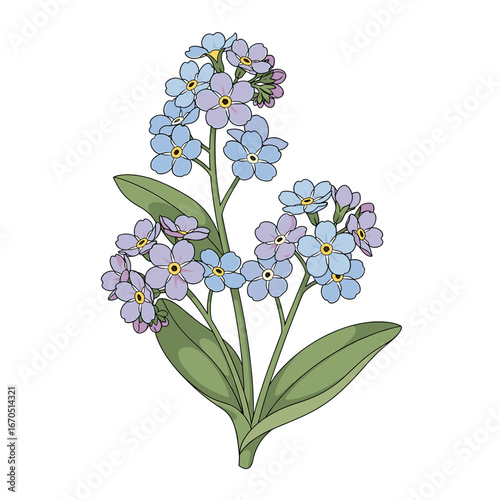 Illustration of forget-me-not flowers with blue petals, yellow centers, and green leaves, isolated on a white background.