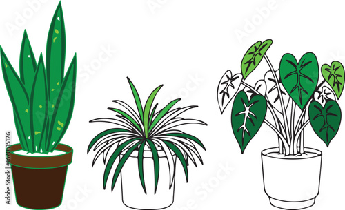 Three Potted Green Houseplants with Colorful Leaves potted plants