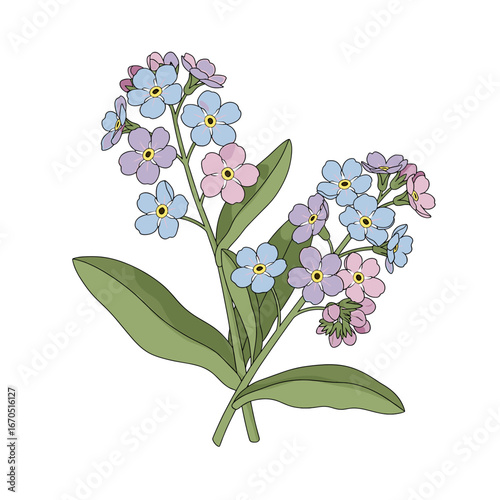 Illustration of delicate forget-me-not flowers with blue, pink, and purple blossoms and green leaves.