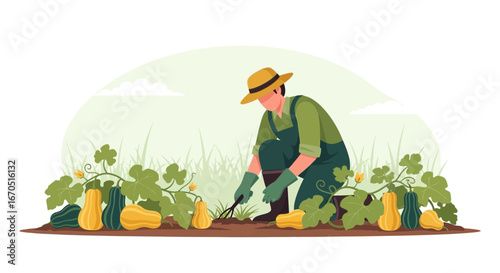 Man Cultivating Autumnal Vegetable Garden Scene With Ripe Squash Harvest