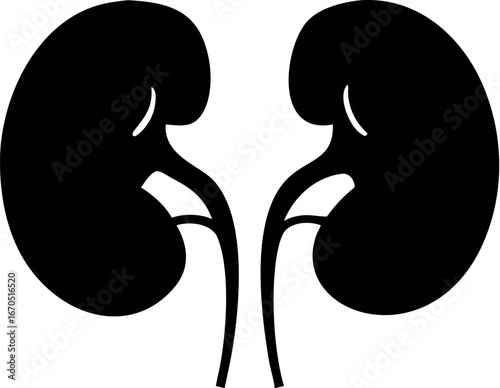 Human kidneys silhouette vector