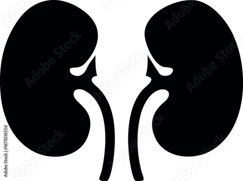 Human kidneys silhouette vector