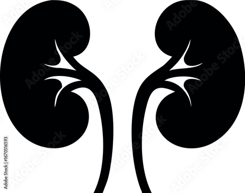 Human kidneys silhouette vector
