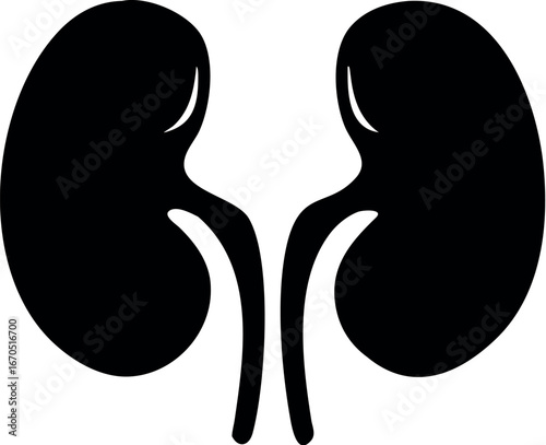 Human kidneys silhouette vector