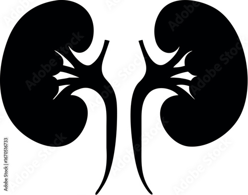 Human kidneys silhouette vector