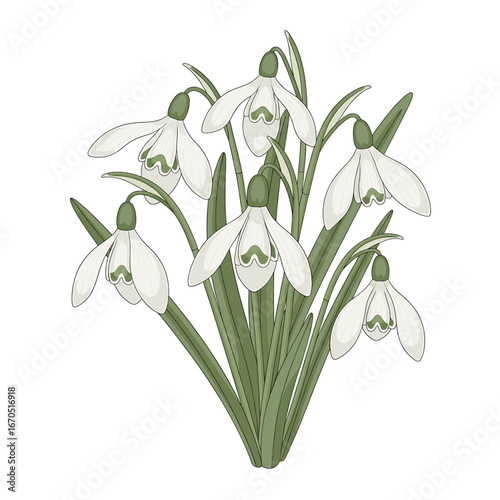 A delicate bouquet of snowdrop flowers, showcasing their elegant drooping bells and slender green leaves against a clean white background.