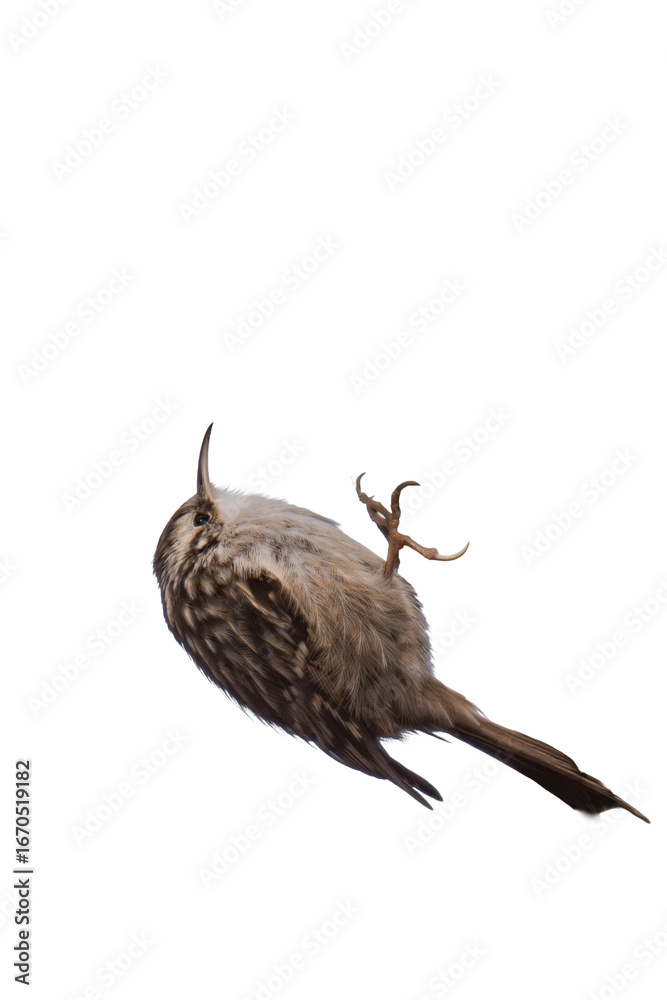 Obraz premium Short-toed treecreeper (Certhia brachydactyla) isolated, png with no background.