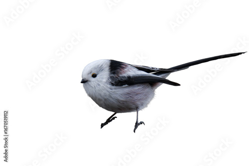 Long-tailed tit (Aegithalos caudatus) isolated, png with no background.