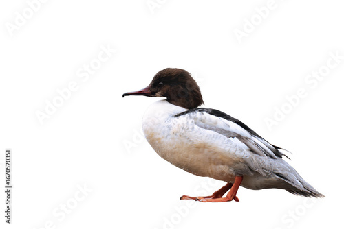 Common merganser or goosander (Mergus merganser)