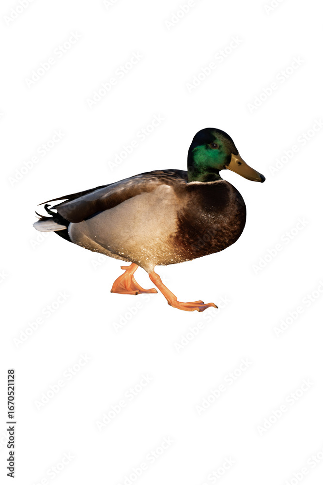 Obraz premium Male mallard duck isolated, png with no background.