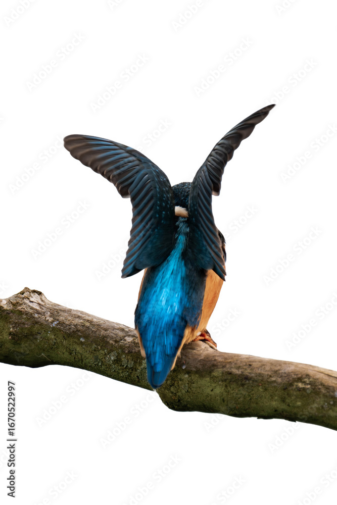 Obraz premium Common kingfisher (Alcedo atthis) isolated, png with no background.