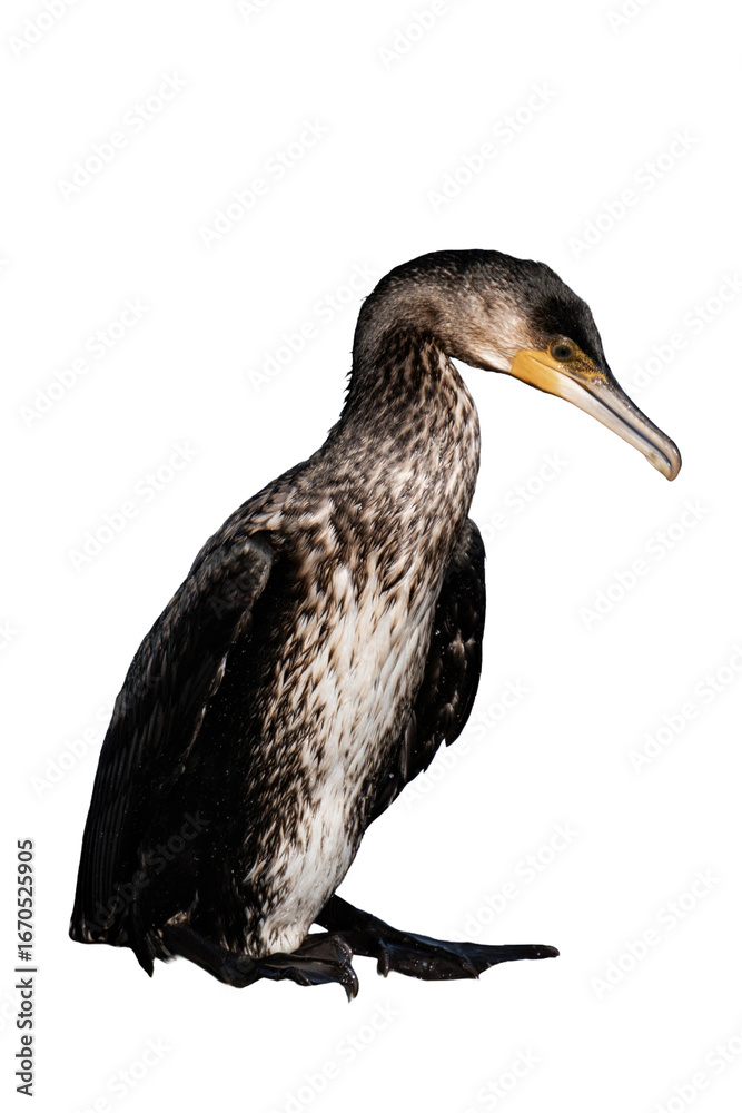 Fototapeta premium Great cormorant (Phalacrocorax carbo) isolated, png with no background.
