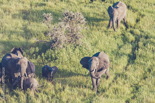 Photography Elephants in the Wild