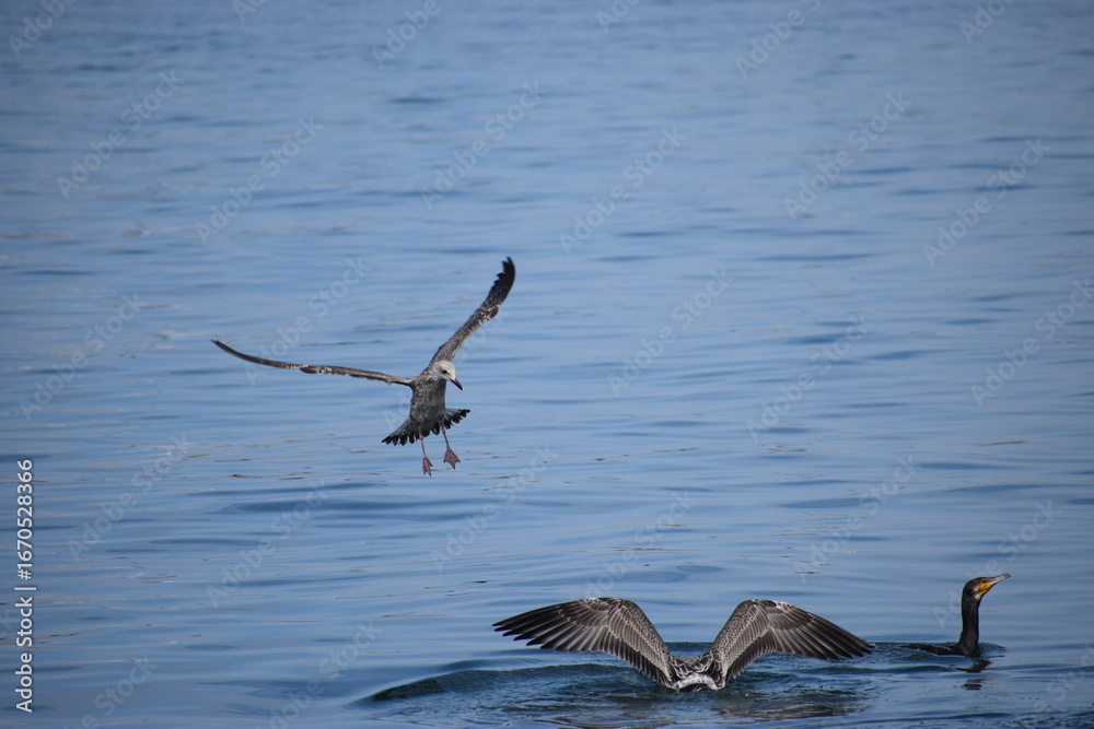 Naklejka premium Silver gull flying close over sea water in action