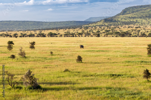 Canvas Print Elephants in the Wild
