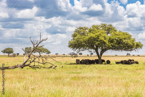 Canvas Print Elephants in the Wild