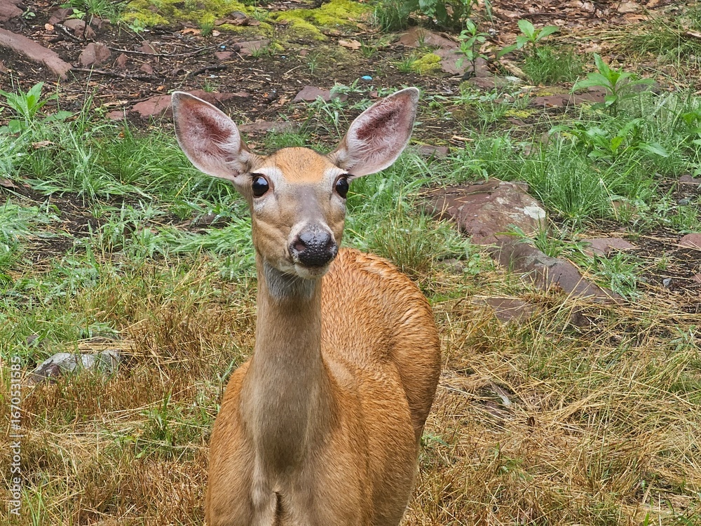 Fototapeta premium roe deer fawn
