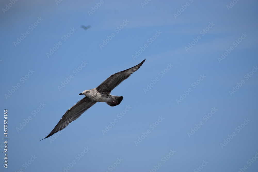 Obraz premium Silver Gull flying against cloudy sky