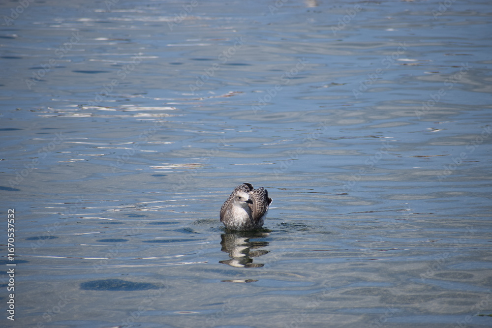 Fototapeta premium Silver gull floating calmly in the sea