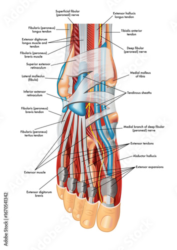 Foot anatomy illustration, whit annotations.