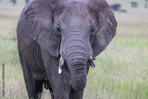 Canvas Print Elephants in the Wild