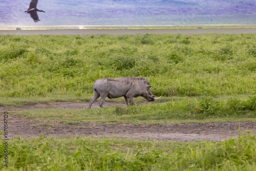 Canvas Print Elephants in the Wild